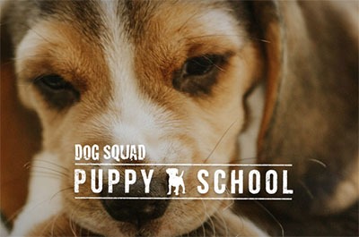 Dog Squad: Puppy School